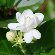 Fragrant Blooming Arabian Jasmine Seeds