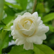 Arabian Jasmine Seeds - Flower Plant