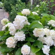Arabian Jasmine Seeds - Flower Plant