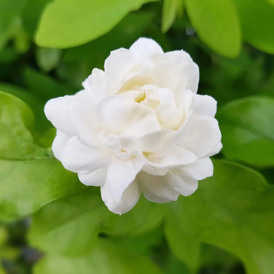 Fragrant Blooming Arabian Jasmine Seeds