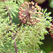 Aralia Cordata Seeds - Herbal Seeds