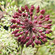 Aralia Cordata Seeds - Herbal Seeds