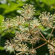 Aralia Cordata Seeds - Herbal Seeds