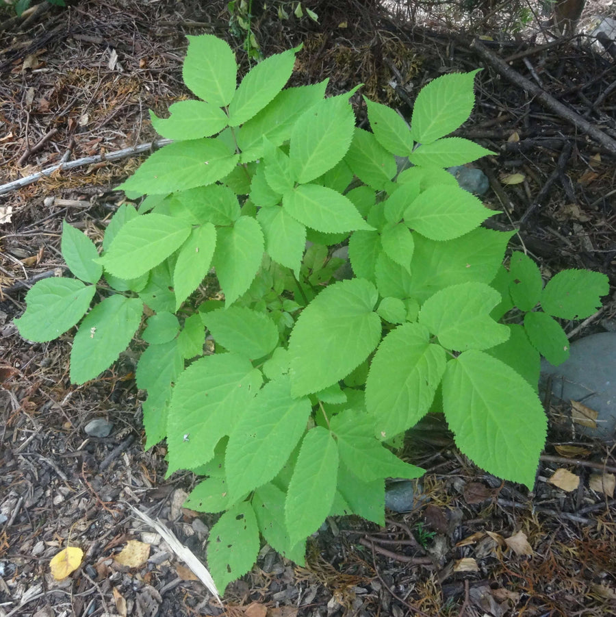 Aralia cordata Seeds