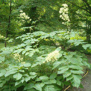 Aralia cordata Seeds
