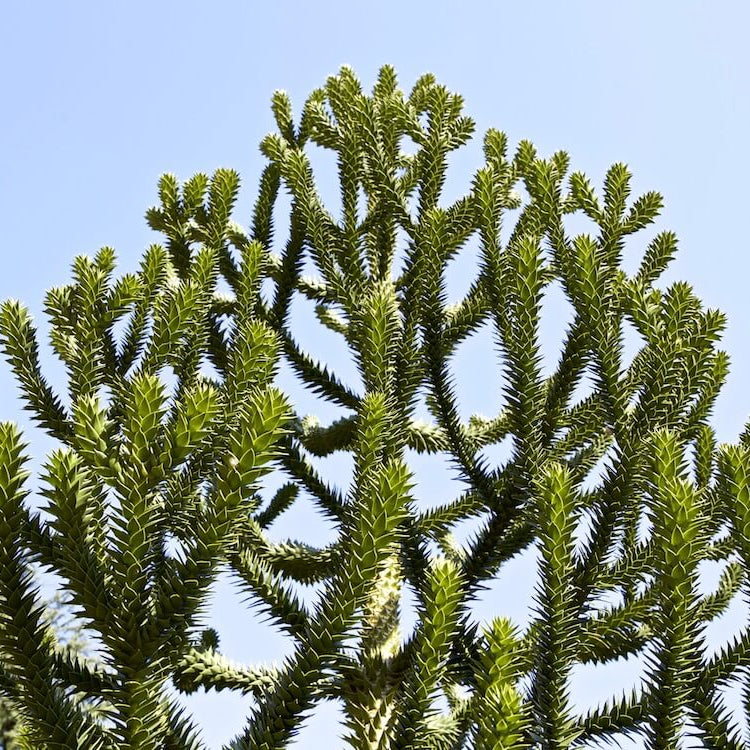 Monkey Puzzle Araucaria Araucana Seeds