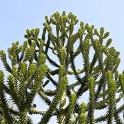 Monkey Puzzle Araucaria Araucana Seeds
