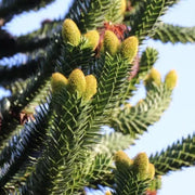 Monkey Puzzle Araucaria Araucana Seeds