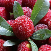 Arbutus Seeds, Arbutus unedo Fruit Seeds