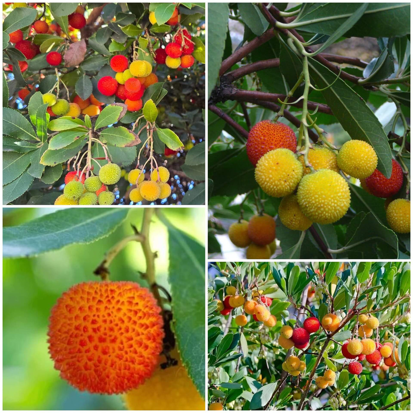 Arbutus Seeds, Arbutus unedo Fruit Seeds
