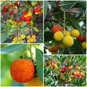 Arbutus Seeds, Arbutus unedo Fruit Seeds