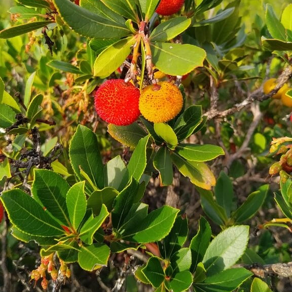 Arbutus Seeds, Arbutus unedo Fruit Seeds