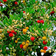 Arbutus Seeds, Arbutus unedo Fruit Seeds