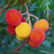 Arbutus Seeds, Arbutus unedo Fruit Seeds