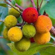 Arbutus Seeds, Arbutus unedo Fruit Seeds