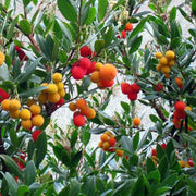 Arbutus Seeds, Arbutus unedo Fruit Seeds