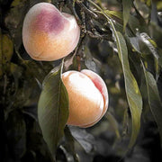 Arctic Supreme Peach Seeds