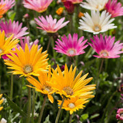 Arctotis Rollier African Daisy Seeds