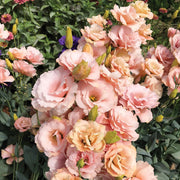Lisianthus Seeds – Eustoma grandiflorum