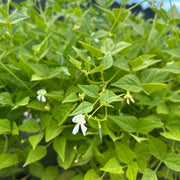 Arid Climate Bean Seeds - Vegetable Plant
