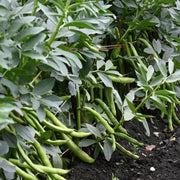Arid Climate Bean Seeds - Vegetable Plant