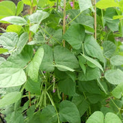 Arid Climate Bean Seeds - Vegetable Plant