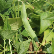Arid Climate Bean Seeds - Vegetable Plant