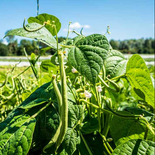 Arid Climate Beans Seeds