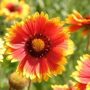 Wildflower Mix Aristata Seeds