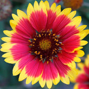 Wildflower Mix Aristata Seeds