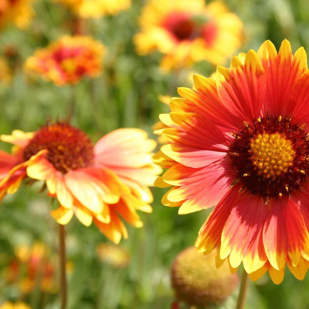 Wildflower Mix Aristata Seeds