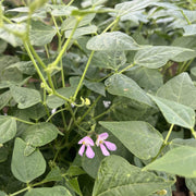 Arizona Tepary Beans Seeds - Vegetable Plant