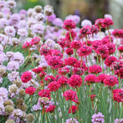 Colorful Blooms Mix Armeria Seeds