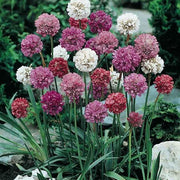 Colorful Blooms Mix Armeria Seeds