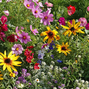 Cottage Mix Armeria Seeds