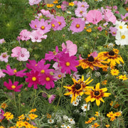 Cottage Mix Armeria Seeds