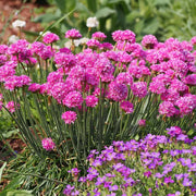 Maritima Armeria Seeds