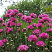 Maritima Armeria Seeds