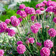 Sea Thrift Armeria Seeds