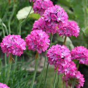 Sea Thrift Armeria Seeds