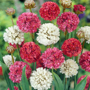 Colorful Blooms Mix Armeria Seeds