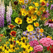 Cottage Mix Armeria Seeds