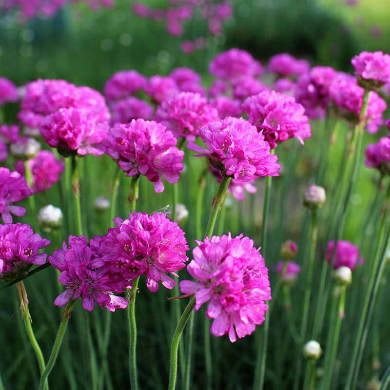 Maritima Armeria Seeds