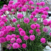 Sea Thrift Armeria Seeds
