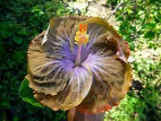 wildflower Army Green Hibiscus Seeds