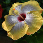 wildflower Army Green Hibiscus Seeds