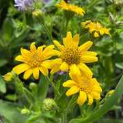 Drought Tolerant Arnica Seeds
