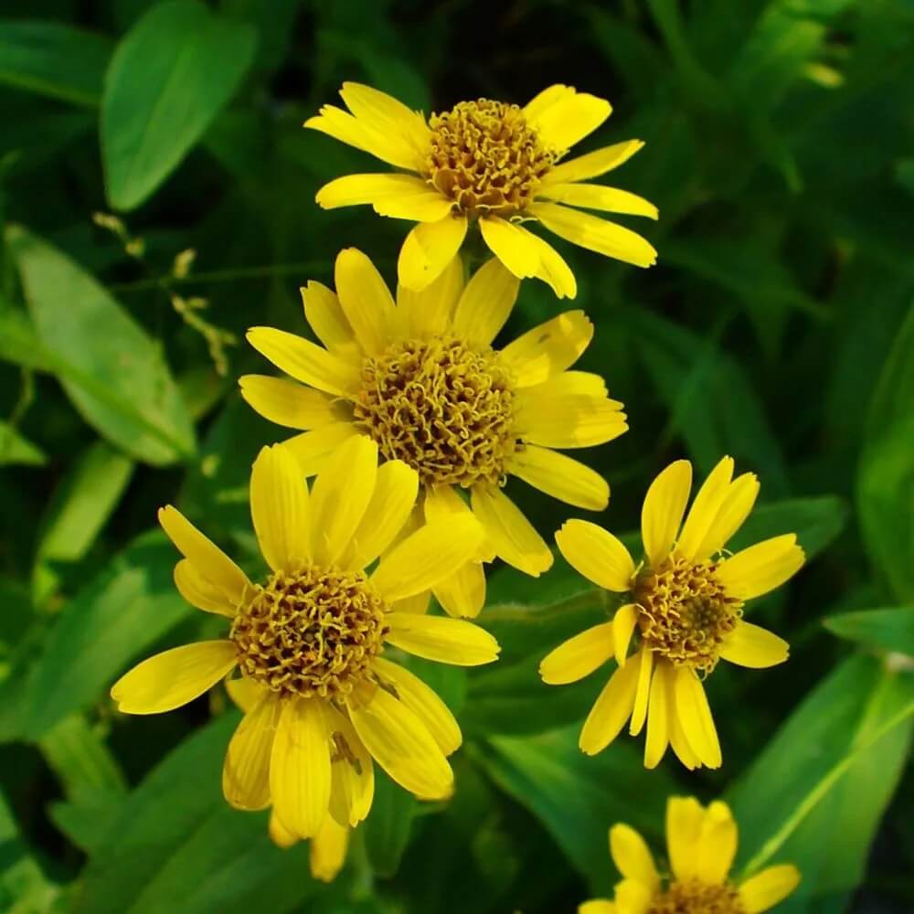 Drought Tolerant Arnica Seeds