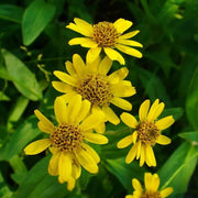 Drought Tolerant Arnica Seeds