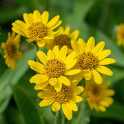 Herbaceous Perennial Arnica Seeds